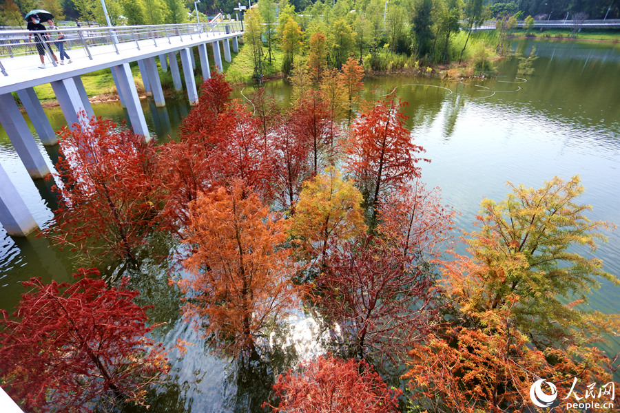 福建省厦門（アモイ）市にある山海健康歩道の林海線東山環廊で、「秋服」に衣替えしたラクウショウ（撮影・陳博）。