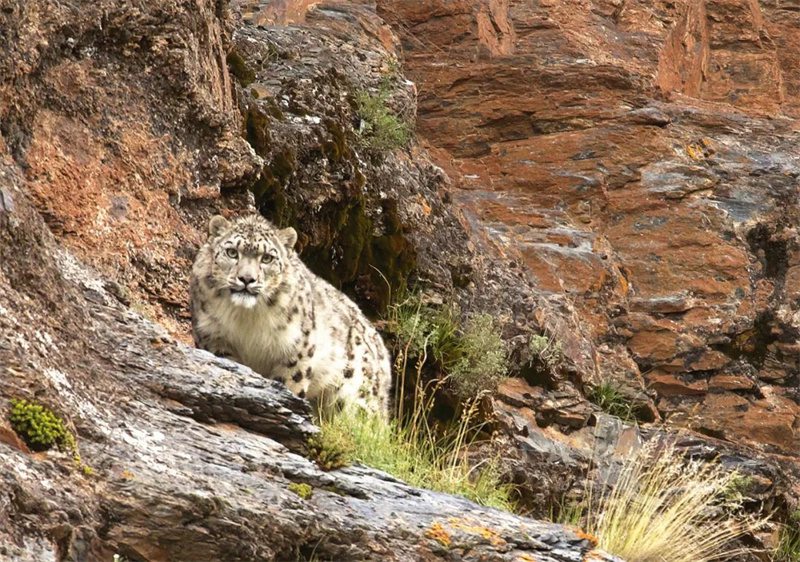 三江源国家公園の牧民写真家が稀少野生動物を再び捉えた新作発表　青海省