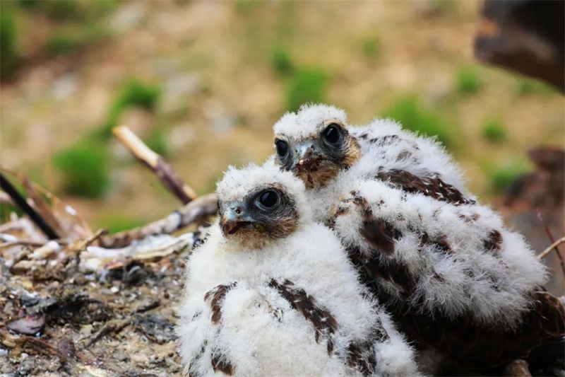 三江源国家公園の牧民写真家が稀少野生動物を再び捉えた新作発表　青海省