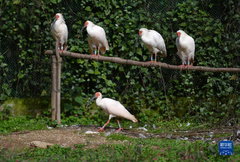 陝西省安康市寧陝県にあるトキ野生化放鳥基地管理ステーションの過渡期飼育エリアのトキ（10月10日撮影・邵瑞）。