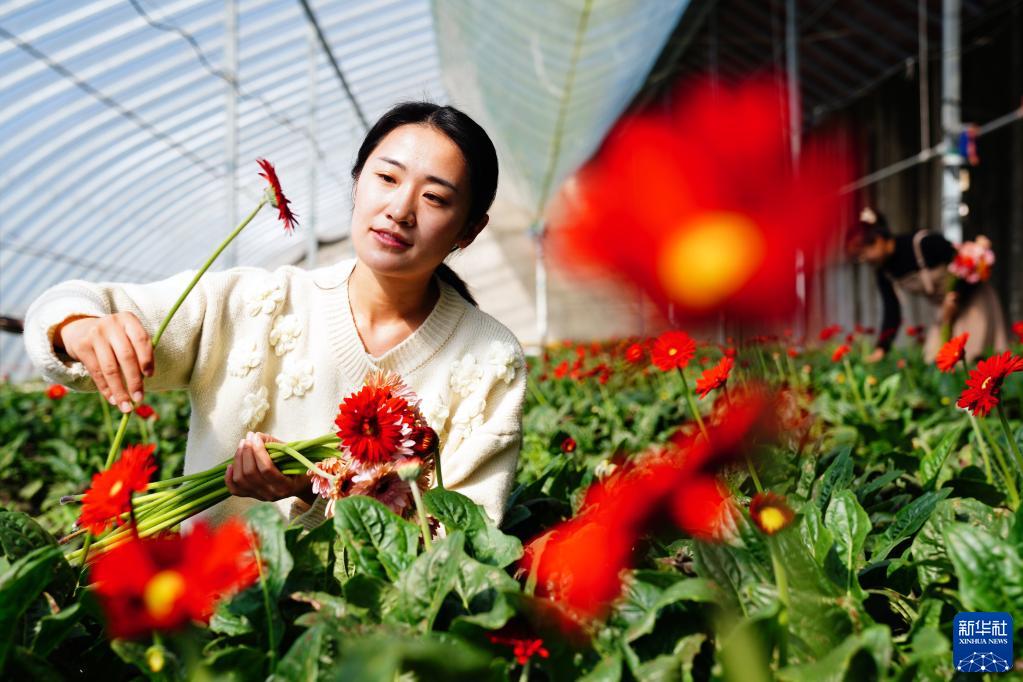 山東省日照市莒県招賢鎮にあるガーベラ生産基地で、ガーベラの花を摘む作業員（10月11日撮影・郭緒雷）。