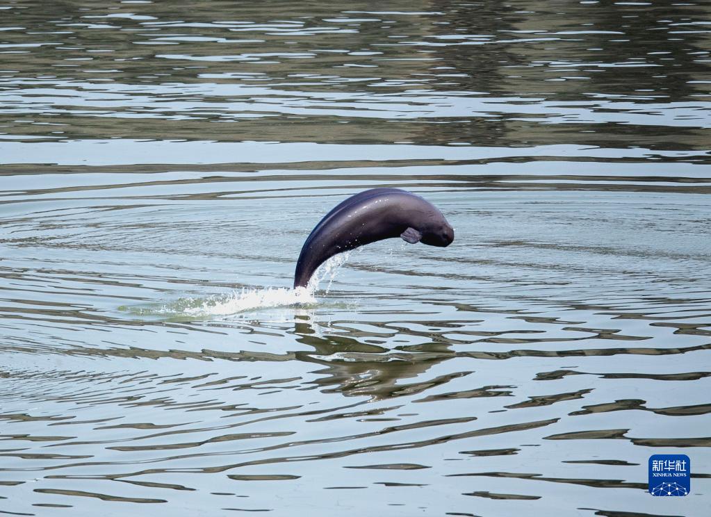 長江葛洲ダムの下流水域で泳ぎ戯れる長江スナメリ（11月9日撮影・文振効）。