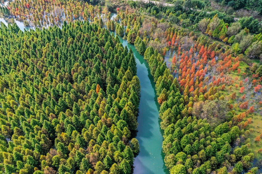 「赤化粧」を施されたような甸尾村湿地のメタセコイア林（写真提供・盤竜区融合メディアセンター）。