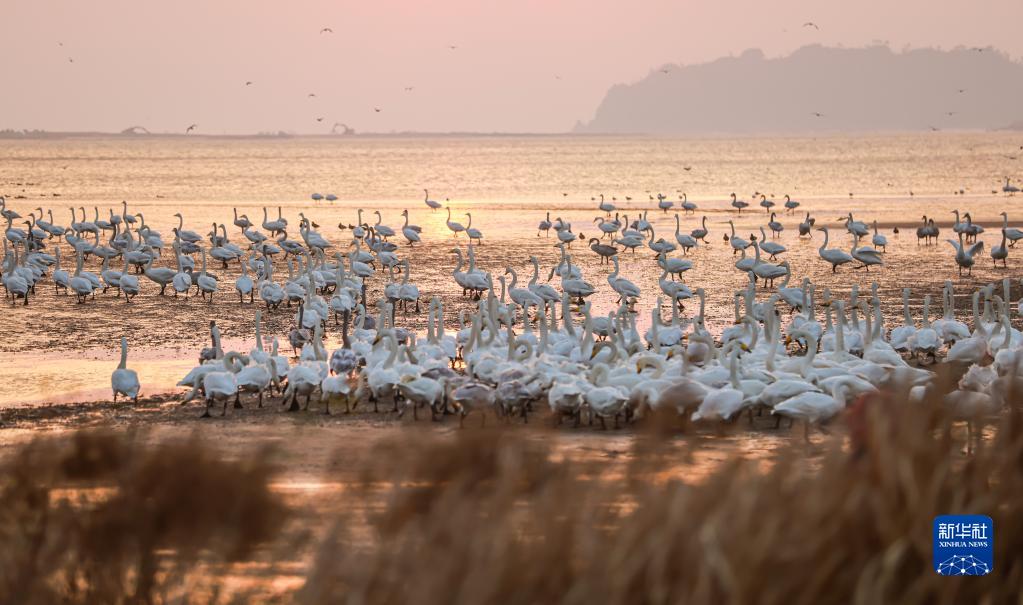 山東省栄成市成山鎮の天鵝湖湿地に飛来したオオハクチョウの大群（11月13日撮影・李信君）。