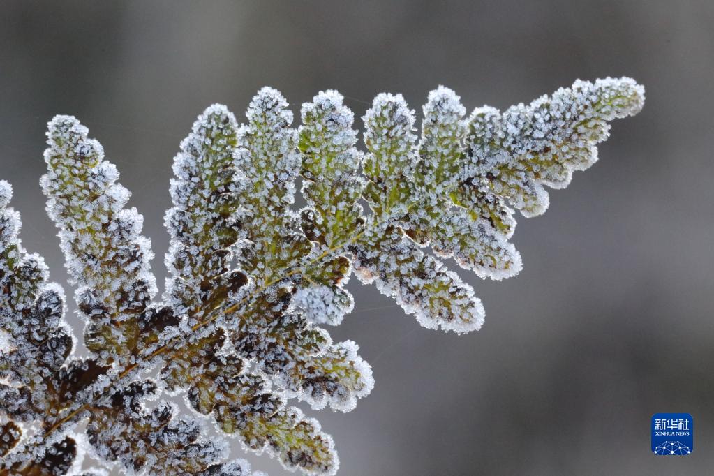 11月22日は二十四節気の「小雪」