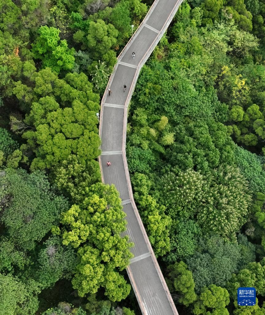 福建省福州市金鶏山公園の攬城桟道を歩く市民（11月18日ドローンによる撮影・魏培全）。