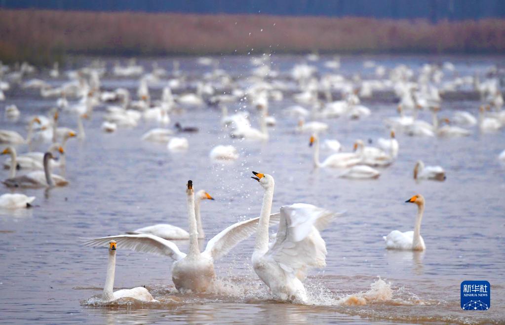 黄河沿いに広がる湿地公園に白鳥の大群が飛来　河南省三門峡