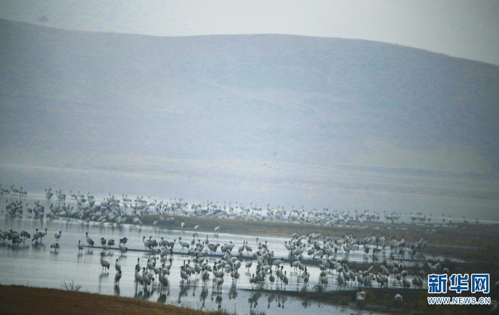 雲南省の大山包湿地、越冬するオグロヅルが2260羽で過去最多に