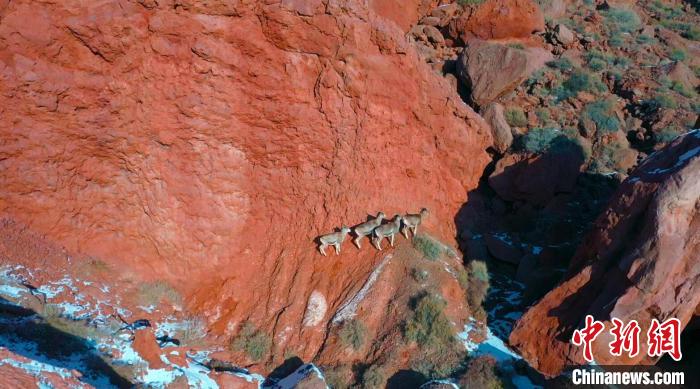 降雪後の庫車大峡谷をそぞろ歩くバーラル　新疆