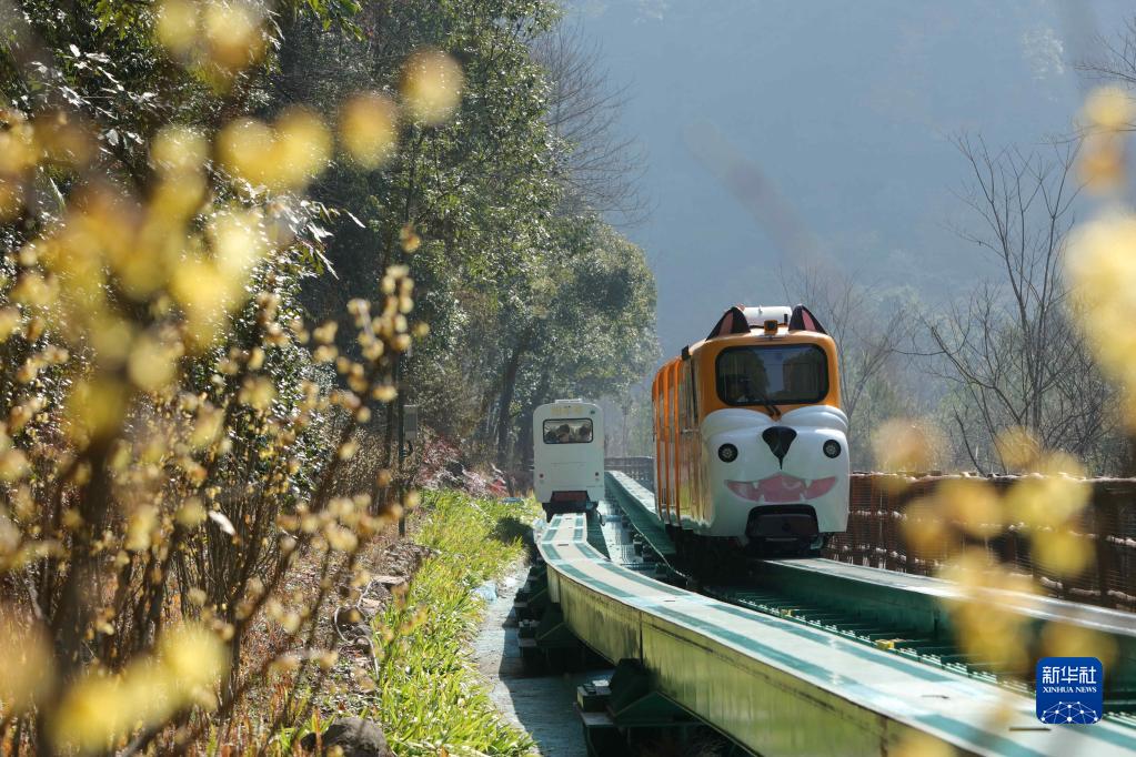 湖南省張家界国家森林公園の十里画廊観光電車に乗って園内を移動する観光客 (1月30日撮影・呉勇兵)。