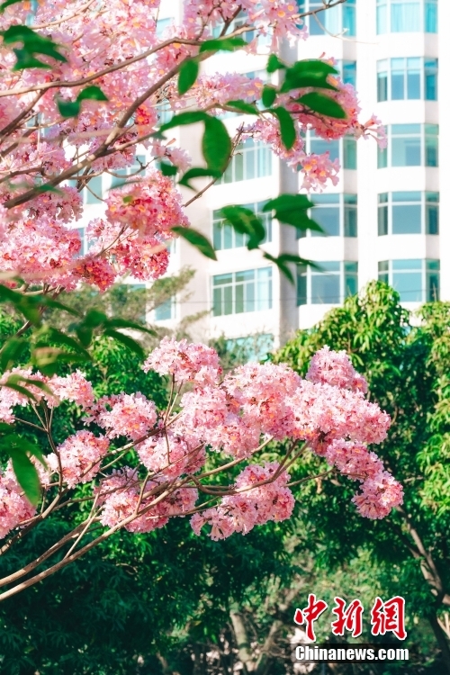 風にそよぐ満開のトランペット・ツリーの花　広東省