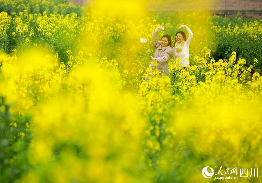 菜の花畑で写真撮影などを楽しむ市民（撮影・張啓富）。