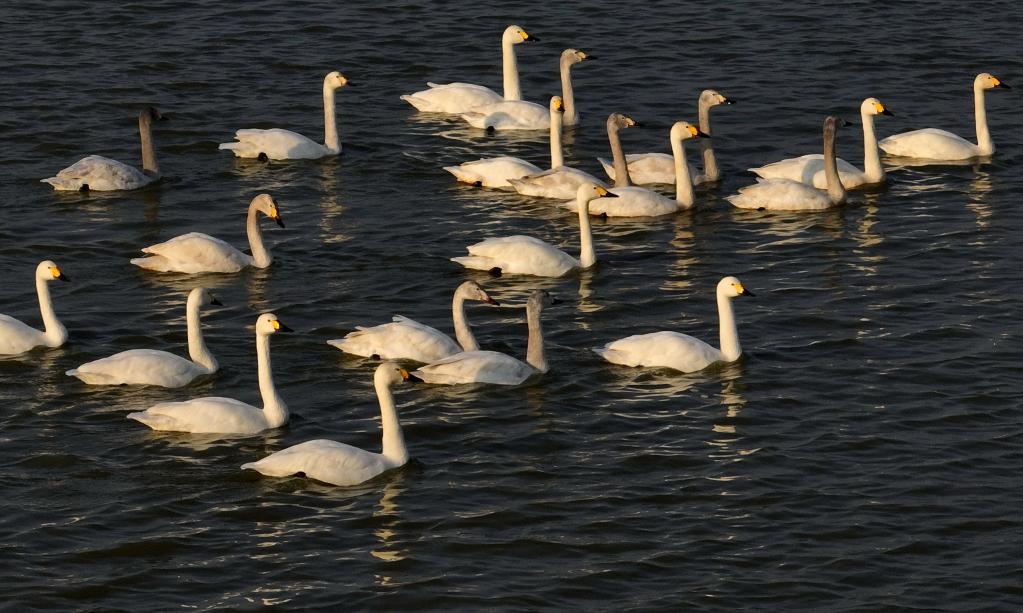 曹妃甸湿地の水面を漂う白鳥（2月26日撮影・楊世尭）。