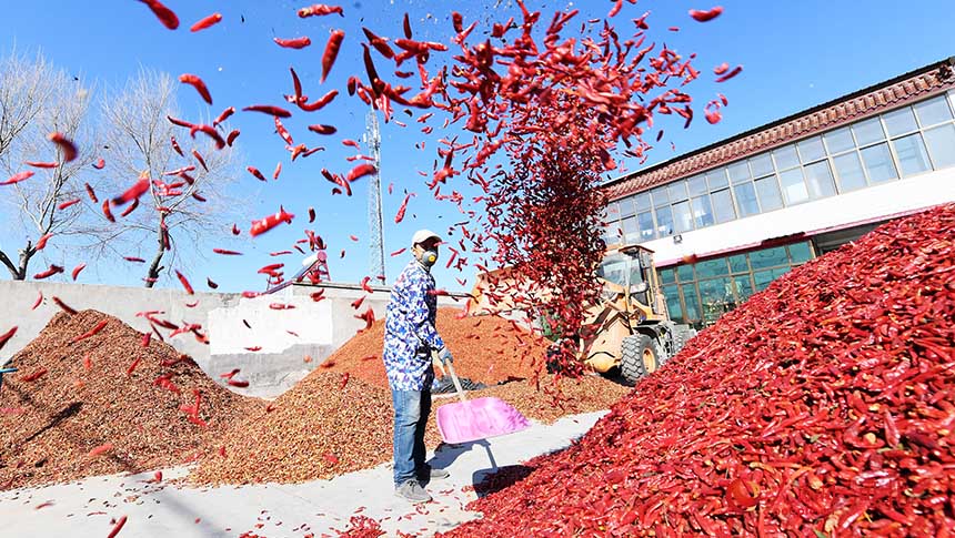 河北省定州市大鹿荘郷帥村で、唐辛子を乾燥させる村民（撮影・白永民）。