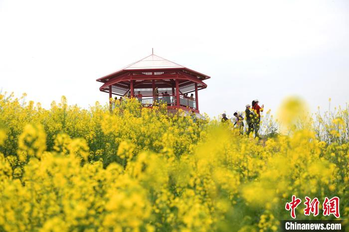 花より団子ならぬ花より鍋！菜の花畑で名物のピリ辛鍋楽しむ重慶市民