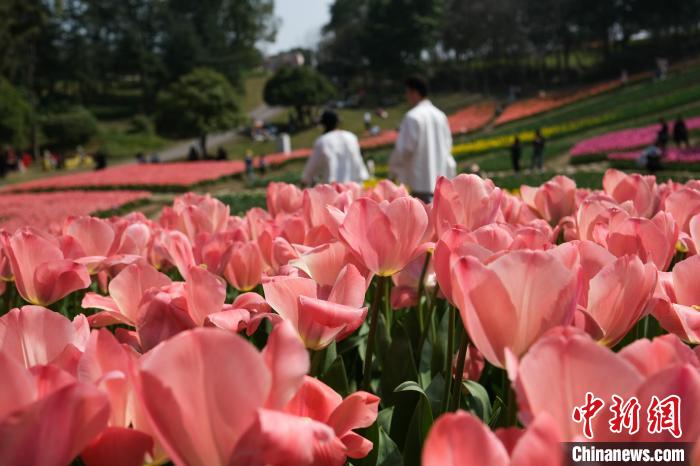 重慶長寿湖景勝地の百花島で、満開を迎えたチューリップの花（撮影・何蓬磊）。