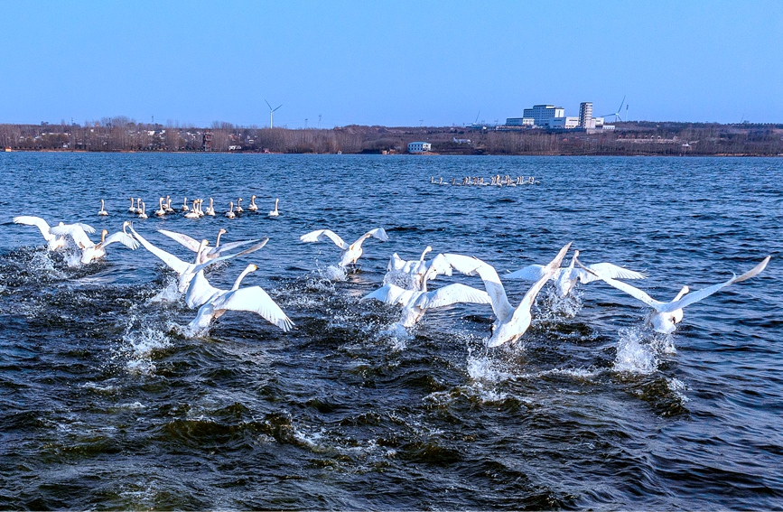 100羽以上の白鳥が湯河国家湿地公園に飛来　河南省安陽