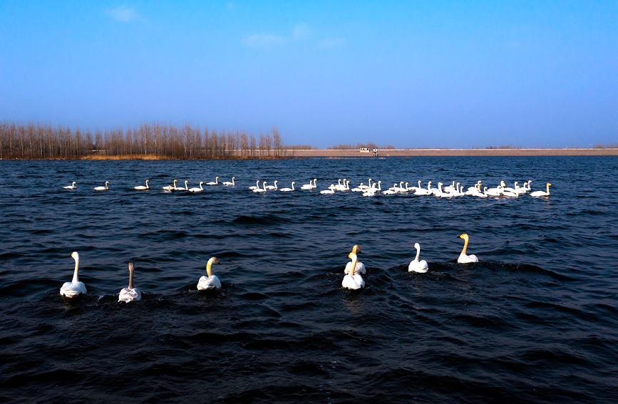 100羽以上の白鳥が湯河国家湿地公園に飛来　河南省安陽