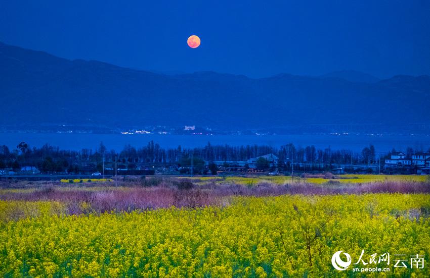 幻想的な菜の花と洱海に上る月の風景（撮影・趙渝）。