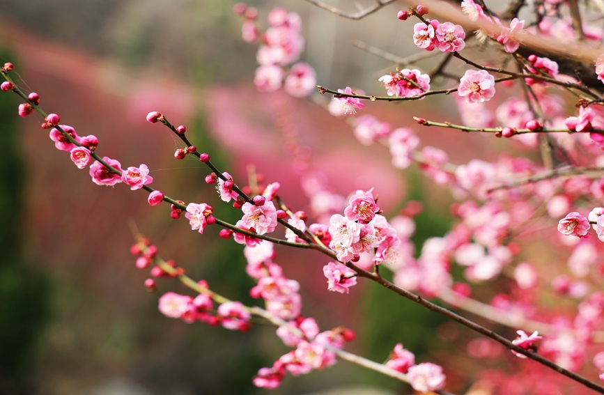 満開を迎えた梅の花（撮影・趙静）。