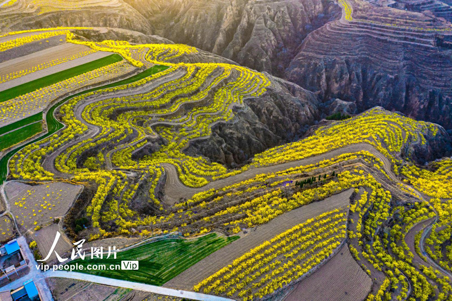 山西省運城市絳県南樊鎮沸泉村の棚田に咲く満開のレンギョウの花（14日に撮影・楊建峰/写真著作権は人民図片が所有のため転載禁止）