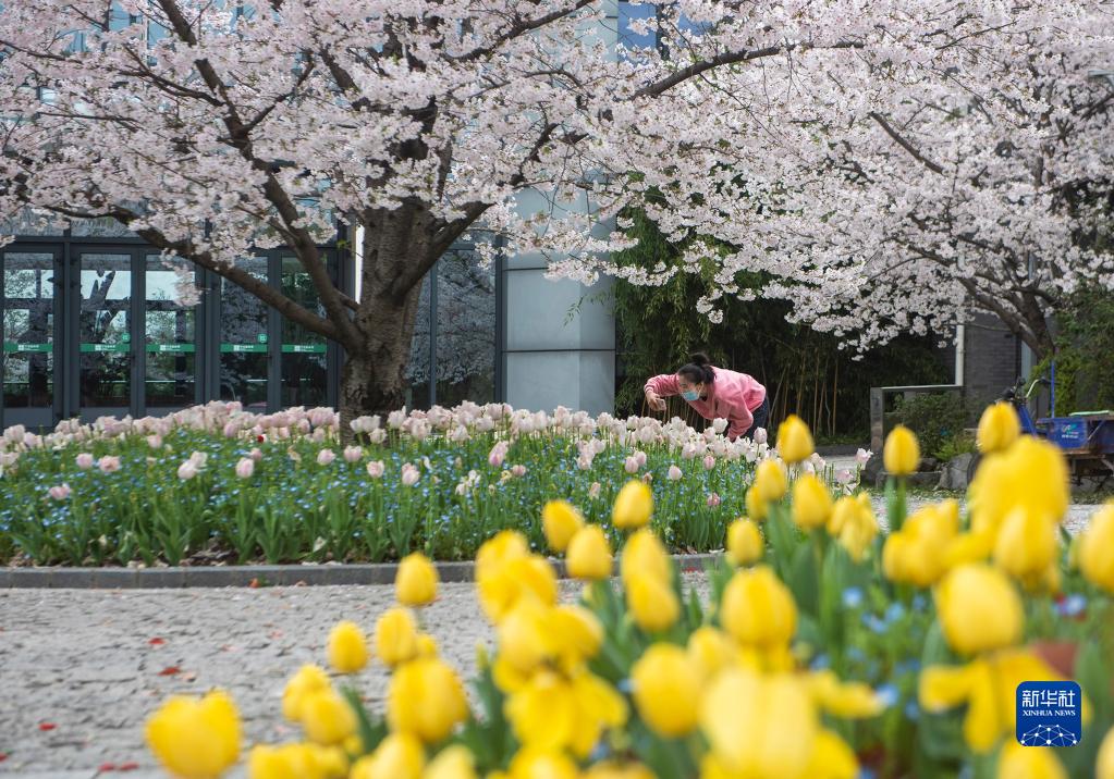 寧波市植物園で、花々を鑑賞し、写真を撮影する来園客（3月23日撮影・胡学軍）。