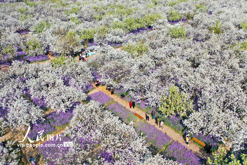 3月30日、江蘇省宿遷市の三台山国家森林公園の梨蘭会景勝地で花を眺める観光客。