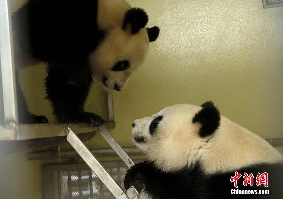 2021年3月に撮影された「歓歓」と「圓仔」（写真提供・仏・ボーバル動物園）。