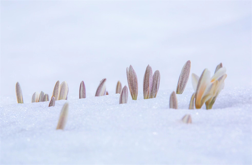 「最も早く太陽が見える」那拉提草原でクロッカスが雪の下から開花　新疆