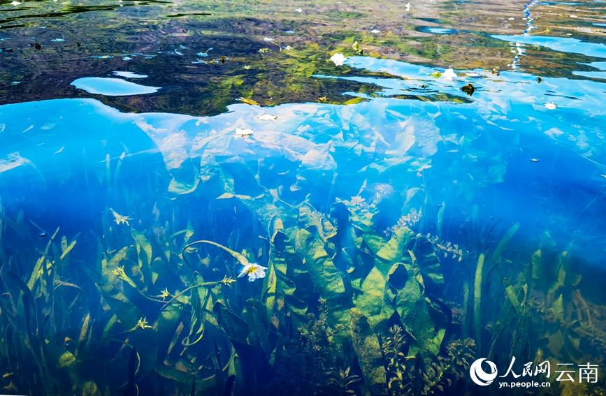 滇池の湖面に花開く「海菜花」　雲南省