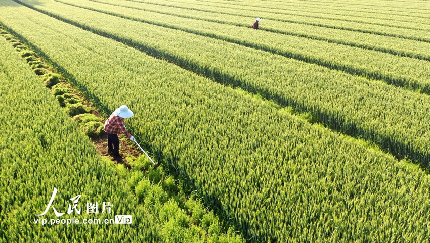 安徽省亳州市蒙城県楽土鎮で農作業に励む人々（5月8日撮影・胡衛国/写真著作権は人民図片が所有のため転載禁止）。