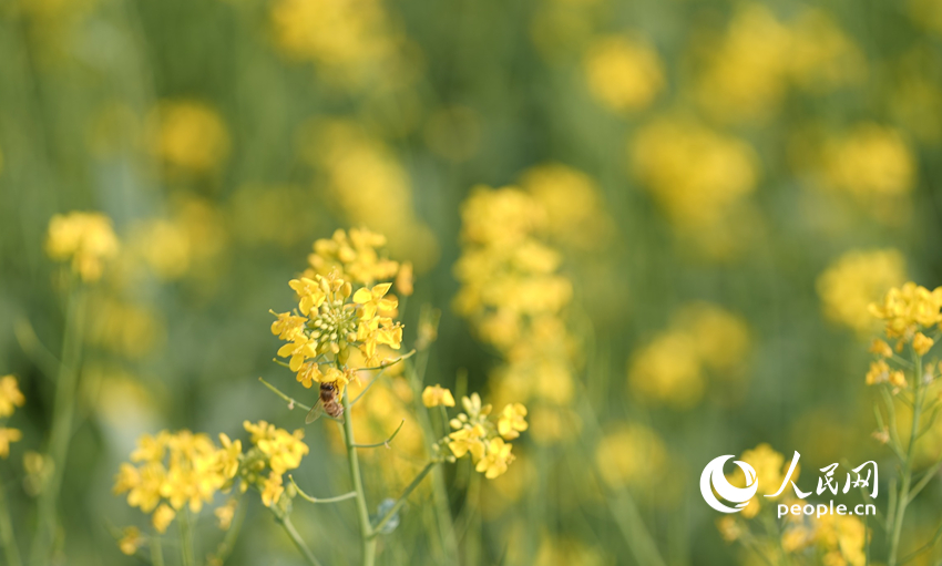 満開を迎えた菜の花（撮影・王天楽）。