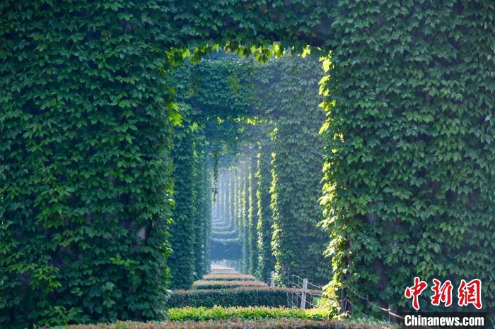 ツタ植物にびっしりと覆われ、まさに「緑色の仙境」といった景色が広がる成都市二環路李家沱区間の高架橋下（撮影・張浪）。