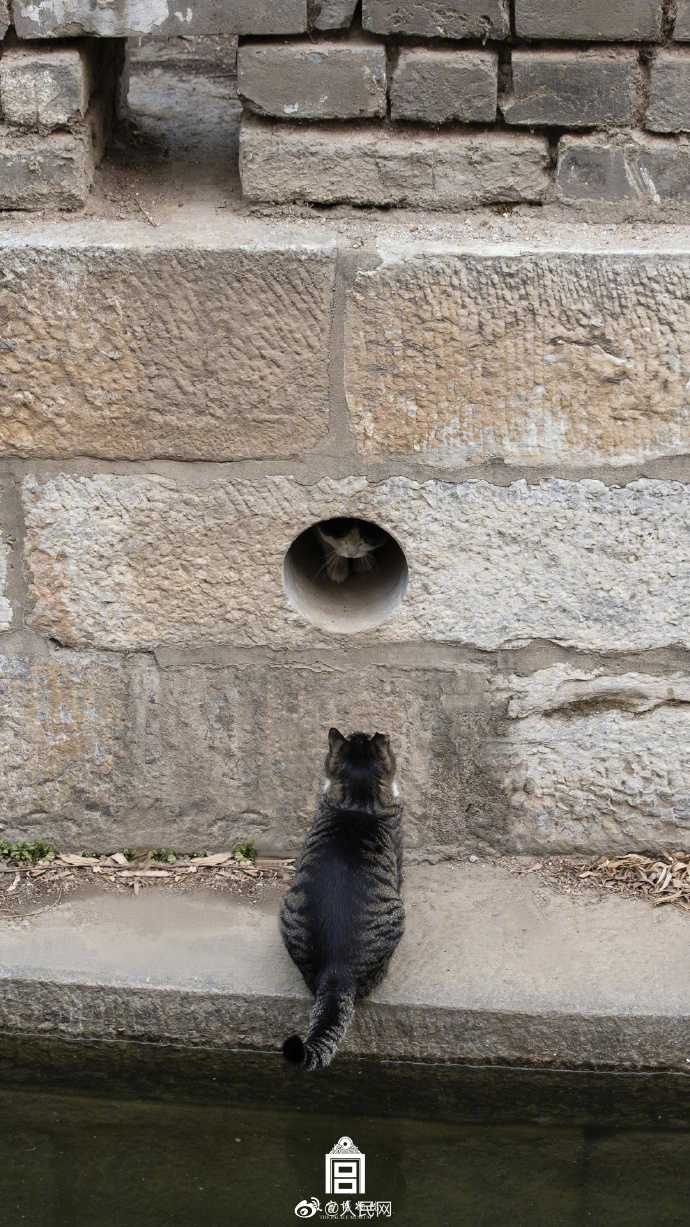 故宮で猫がかくれんぼ　北京