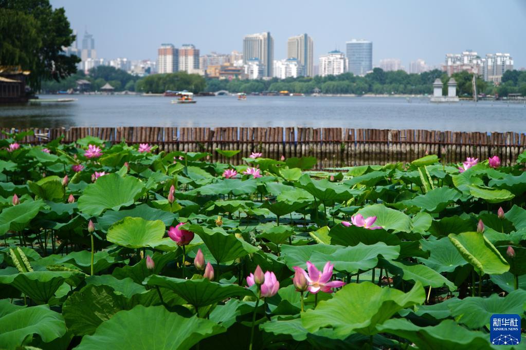 夏が到来した大明湖でハスの花が満開に　山東省済南