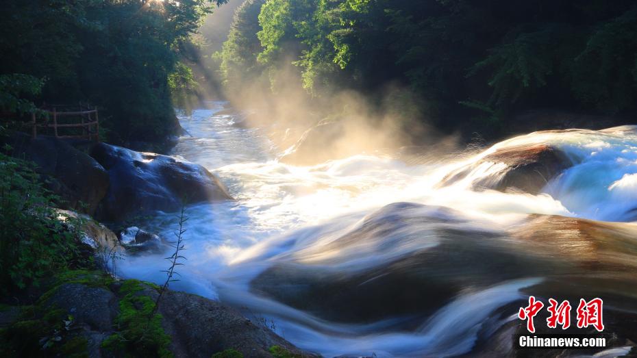 秦嶺山脈の山奥の夏の日の木漏れ日（写真提供・黄柏塬原生態景勝）。