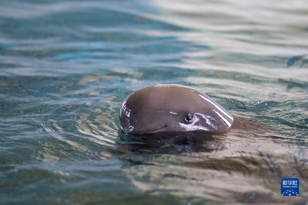 中科院水生所ヨウスコウカワイルカ館で、水中を泳ぐ長江スナメリの「淘淘（タオタオ）」（7月5日撮影・肖芸九）。