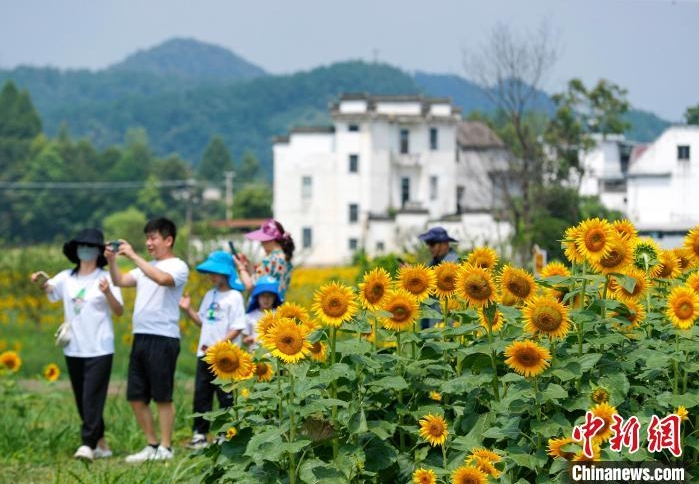 ヒマワリが咲き誇る美しい農村風景　安徽省黄山