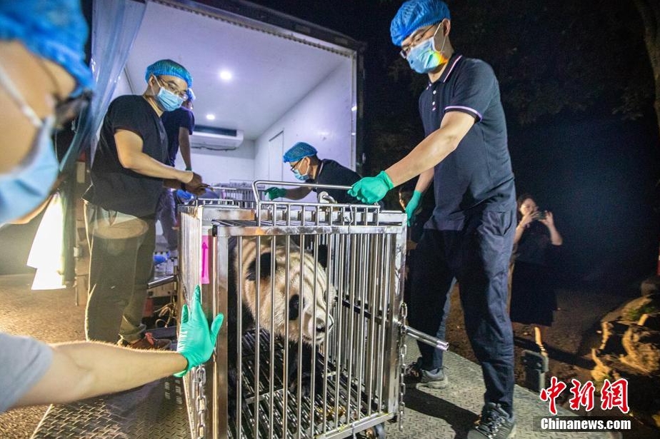 パンダの「春生」と「香果」が杭州動物園に到着　浙江省