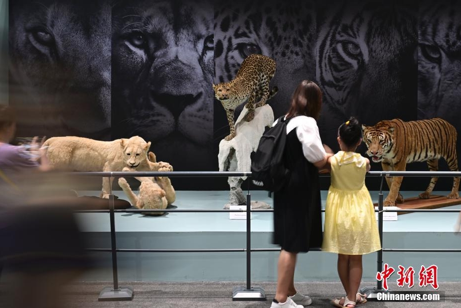 「猫の起源-ネコ科動物の進化」展が国家自然博物館で開幕　北京