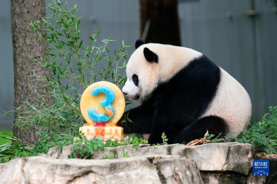 米スミソニアン国立動物園のパンダ「小奇跡」が3歳の誕生日