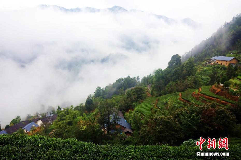 幻想的な景色広がる三峡ダム区の「雲海茶谷」　湖北省