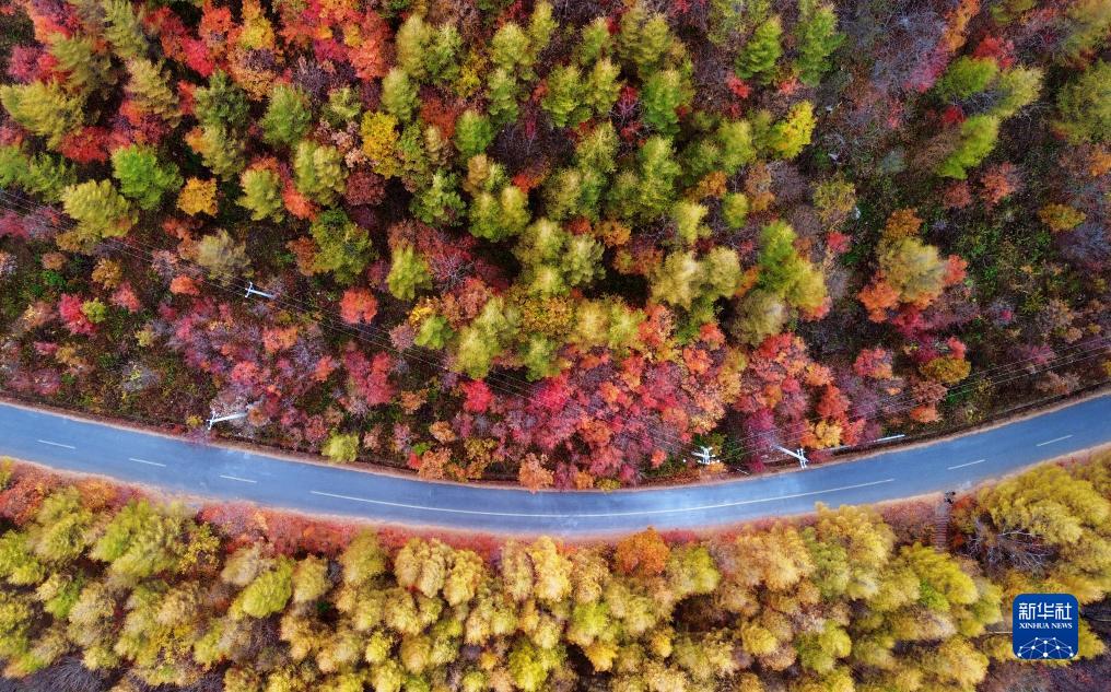 紅葉が見頃を迎え、鮮やかな色に染まった山々　遼寧省本渓