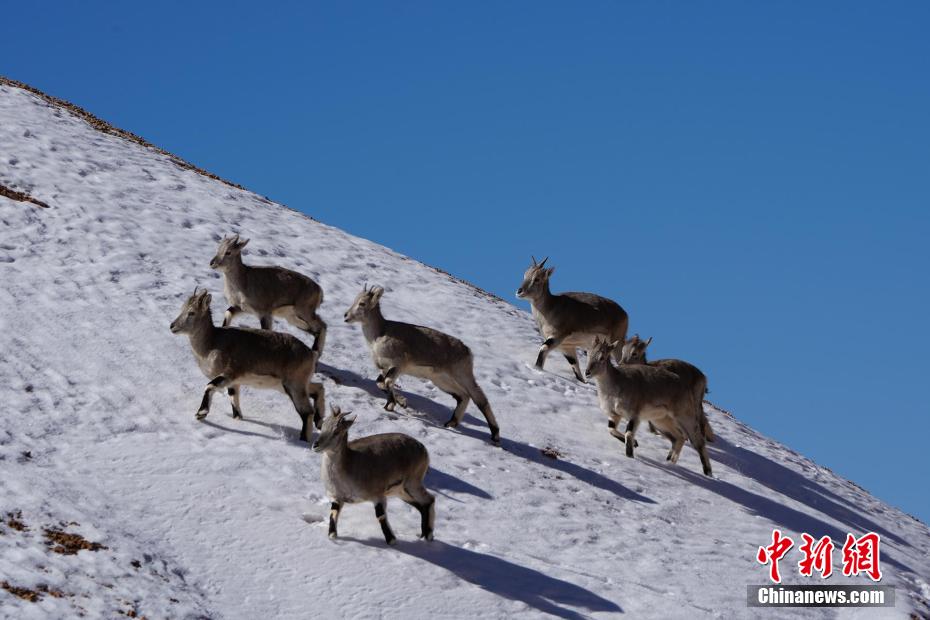 希少野生動物がエサを求めて自由に走り回る阿爾金山　新疆