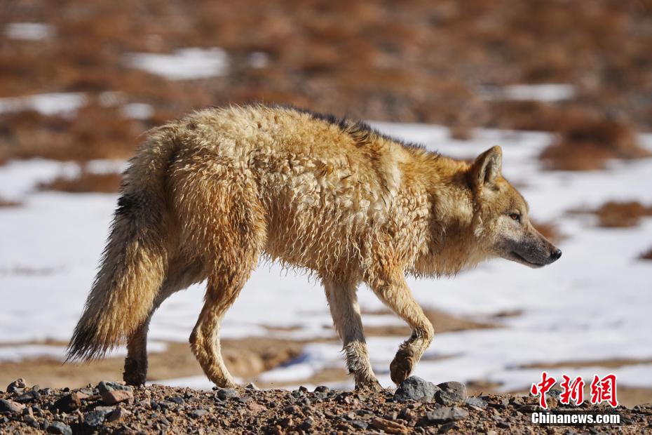 希少野生動物がエサを求めて自由に走り回る阿爾金山　新疆