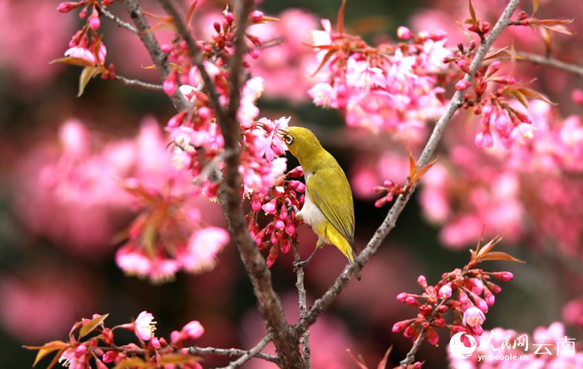 冬桜が満開迎え、鳥がさえずる雲南省曲北