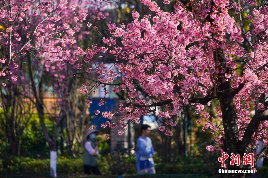 咲き誇る冬桜（1月2日撮影・劉冉陽）