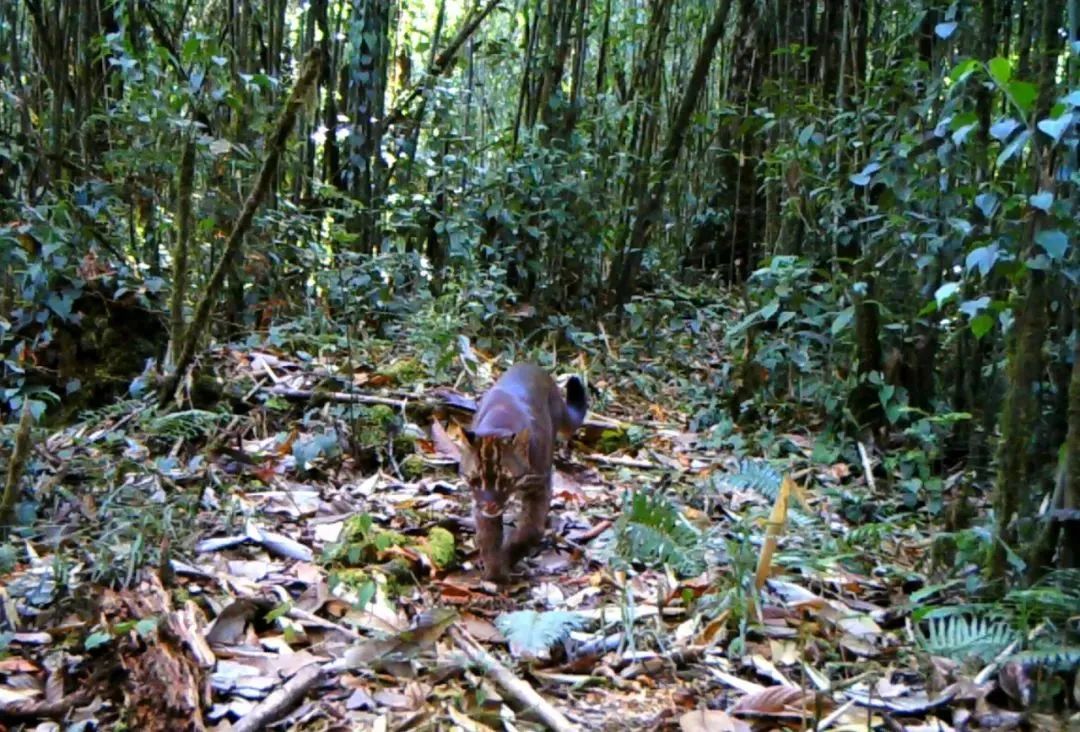 赤外線カメラが墨脱で撮影したアジアゴールデンキャットの活動の様子（画像提供は山水自然保護センター）。