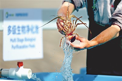 養殖プロジェクト拠点ですくすく育っているロブスター