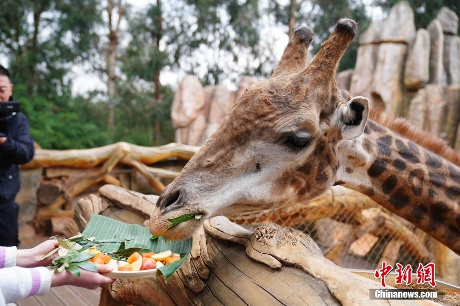 春節特別メニューを味わう動物たち　雲南省昆明